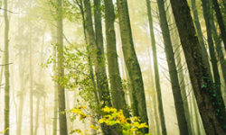 news on climate governance online course