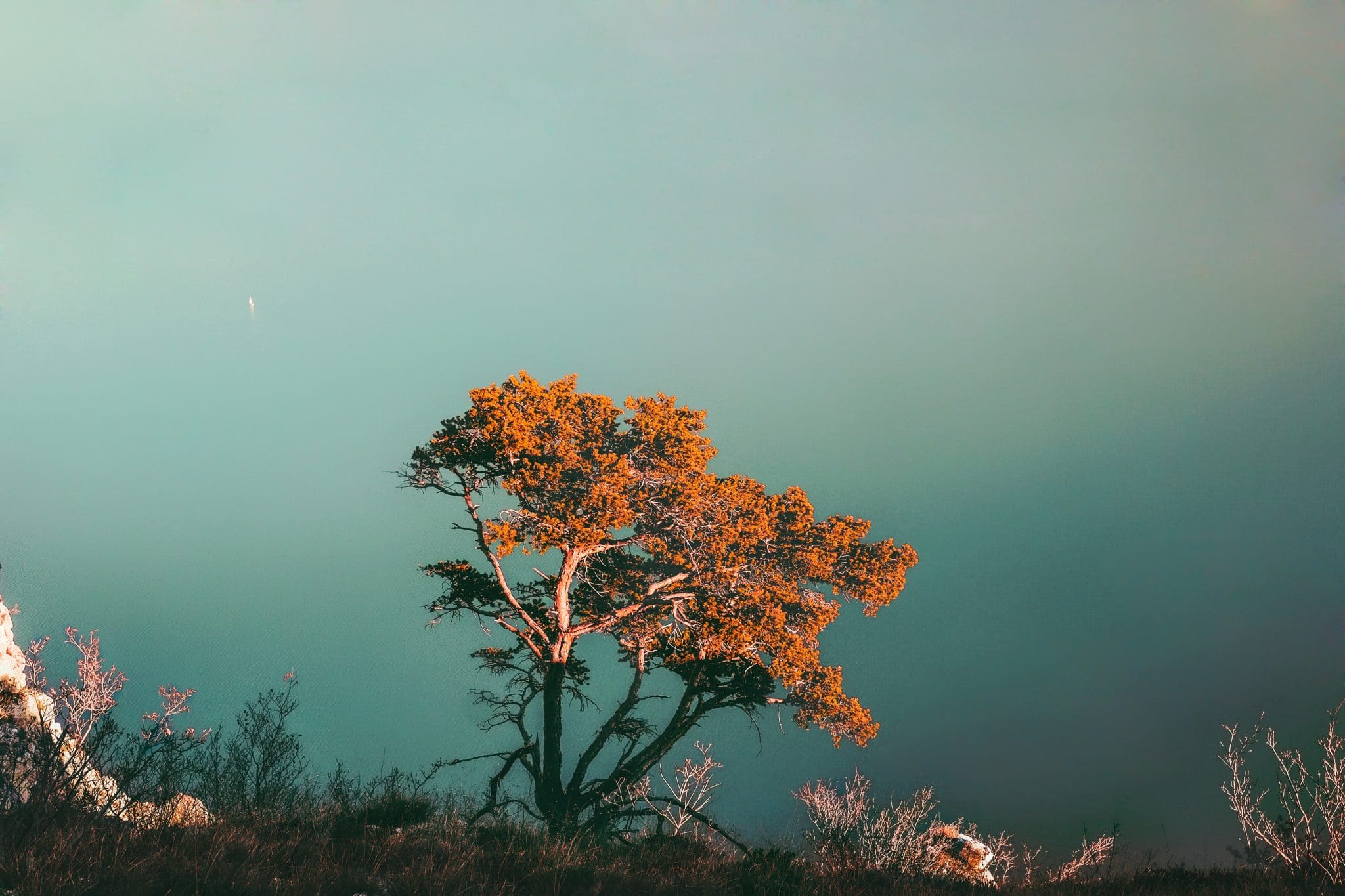 tree on the sea