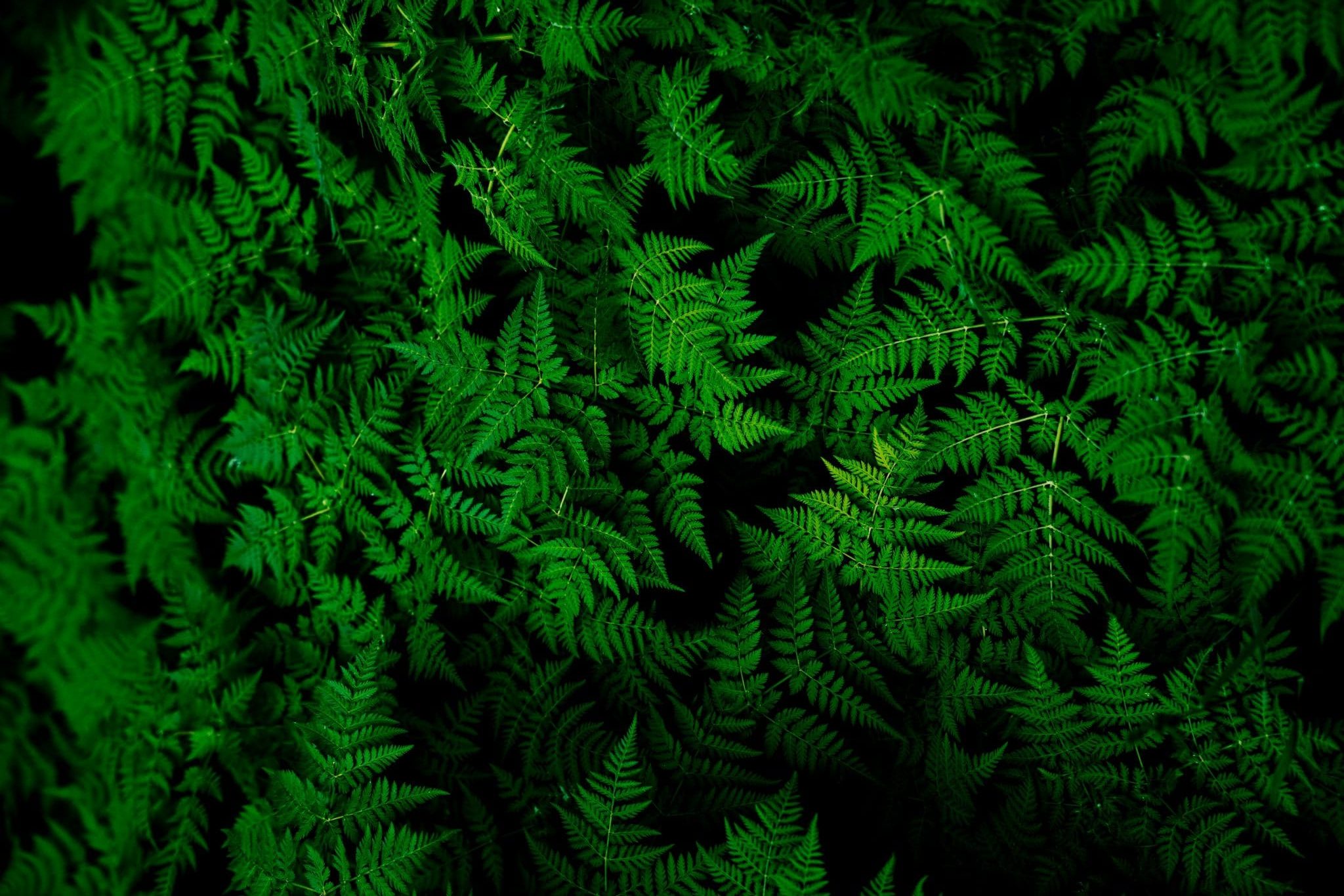 Green Leaves