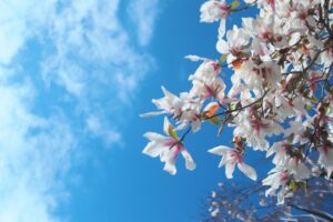 EU gas markets: spring has arrived, but how do we prepare for next winter?