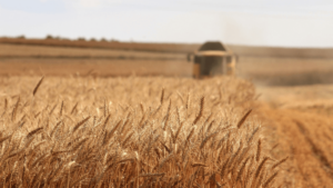 Wheat field with a combine harvester in the background, symbolising sustainable agriculture practices in harvesting and crop production.