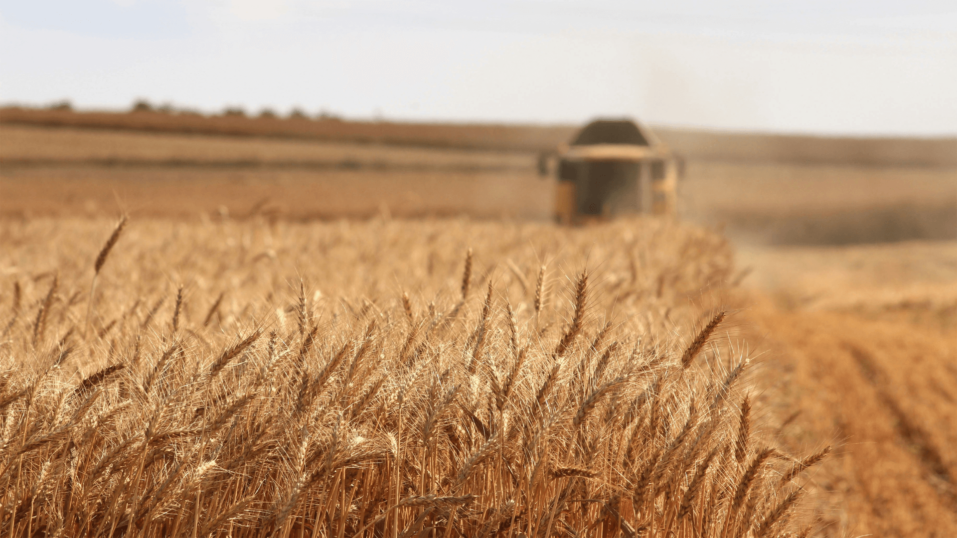 Wheat field with a combine harvester in the background, symbolising sustainable agriculture practices in harvesting and crop production.