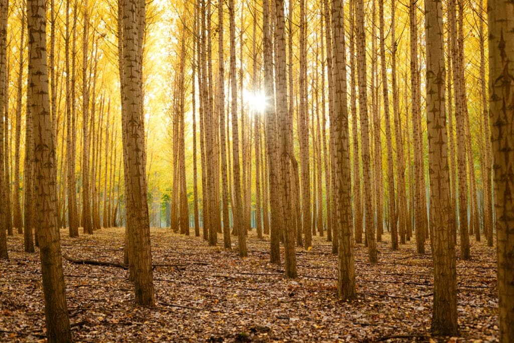 Carbon contracts for difference