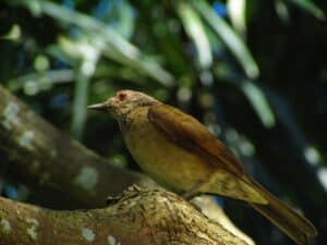 COP30: climate coalitions of the UN(willing)