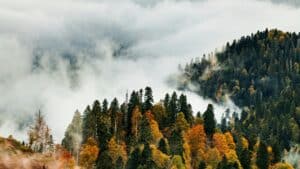 International credits will be used in the European climate target: what’s next?