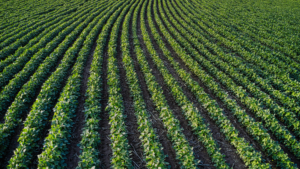 The role of evaluation in the new Common Agricultural Policy