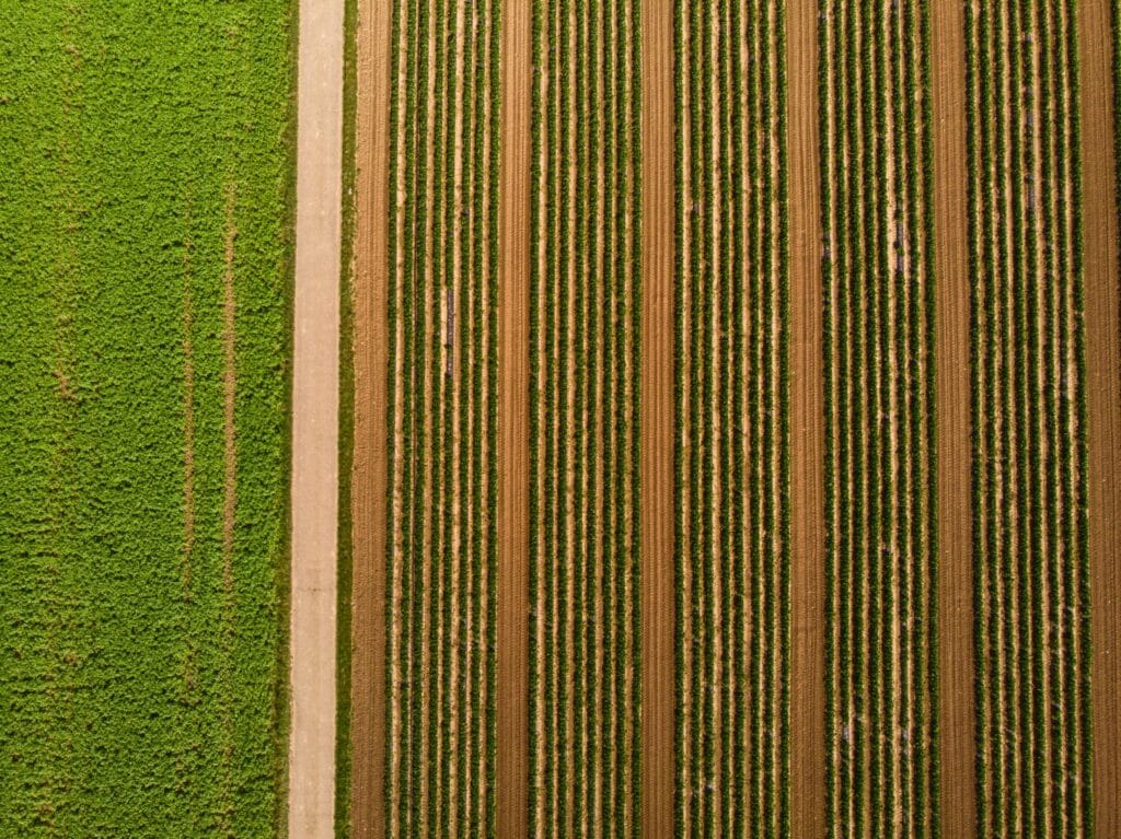 Innovation as a Cornerstone of the Next Common Agricultural Policy