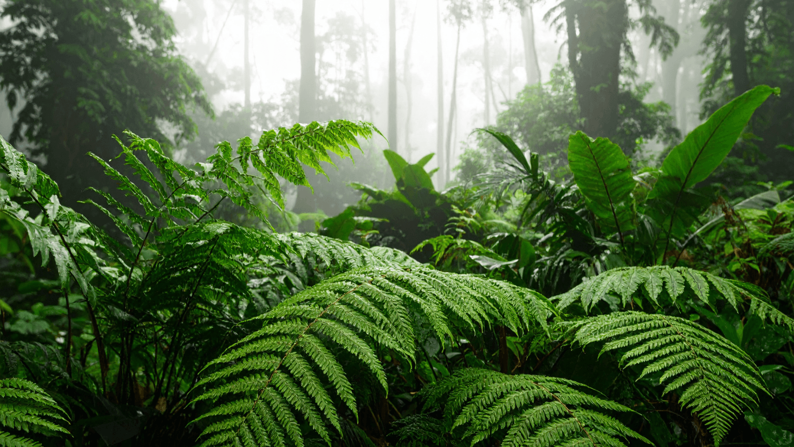 Carbon Markets and Climate Targets: Aligning Domestic and International Approaches