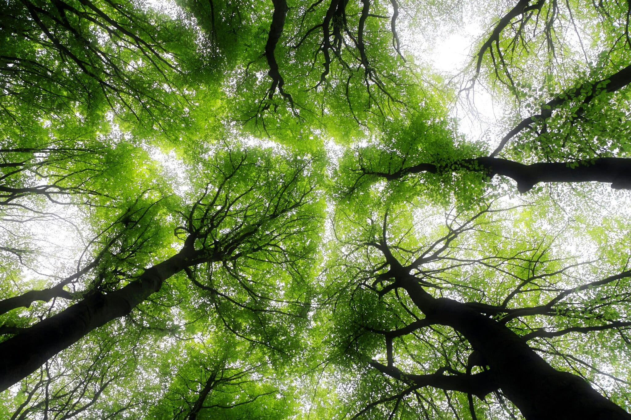 Complementing the MSR by a mechanism preventing excessive carbon price volatility