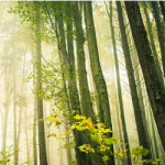 news on climate governance online course