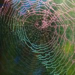 spider net
